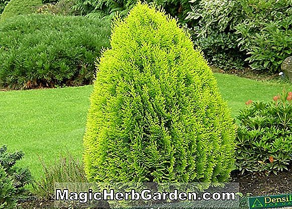 Thuja orientalis (Athrotaxoides Chinesische Arborvitae) - #2