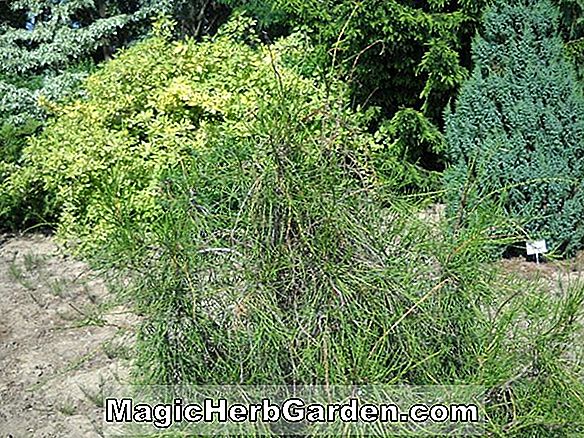 Plantes: Thuja orientalis (Berckman Chinese Arborvitae) - #2