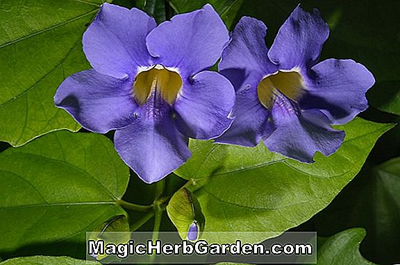 Thunbergia grandiflora (kék trombitaszerű szőlő)