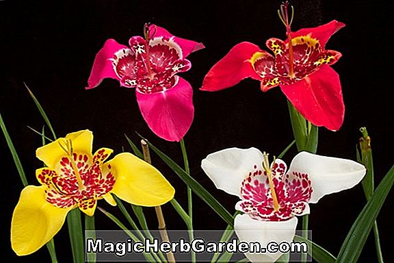 Tigridia meleagris (fleur de paon)
