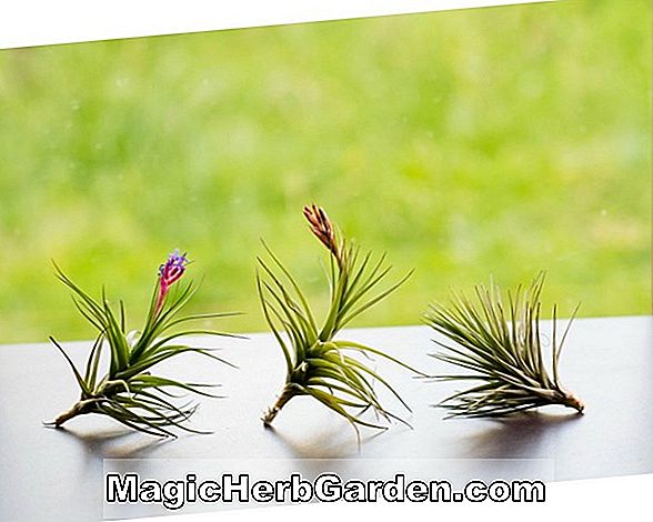 Planter: Tillandsia aeranthos (luftanlæg)