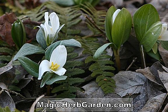 Trillium nivale (Dwarf white wood lily)