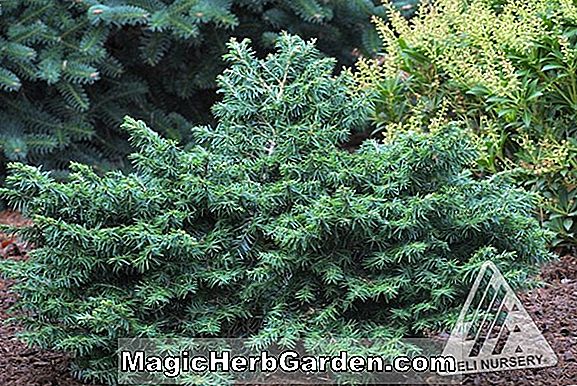 Planter: Tsuga canadensis (Brandley canadiske Hemlock) - #2