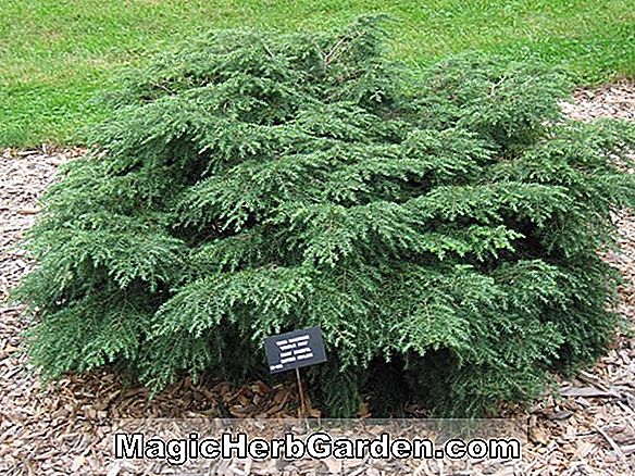 Tsuga canadensis (Gracilis Nana kanadai Hemlock)