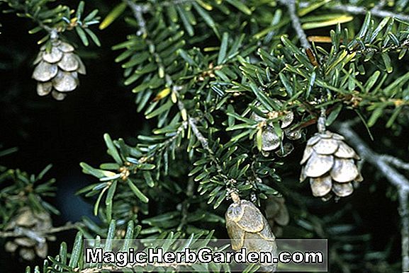 Pflanzen: Tsuga canadensis (Von Helms Zwerg Kanadischer Hemlock) - #2