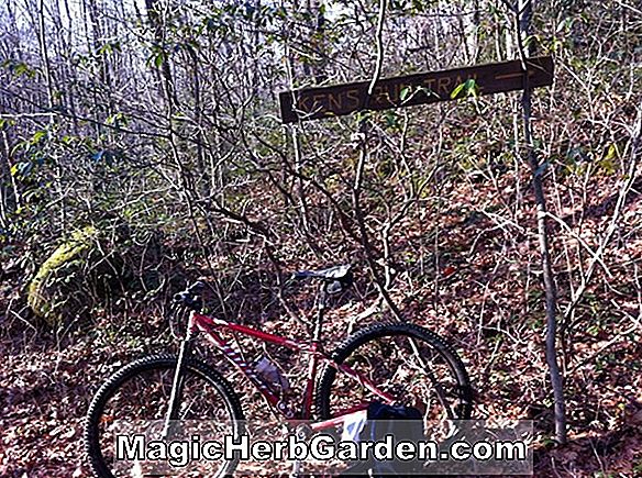 Tsuga canadensis (Winds Way Canadian Hemlock) - #2