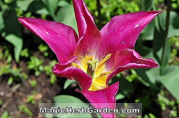 Tulipa (Mount Tacoma Tulip)