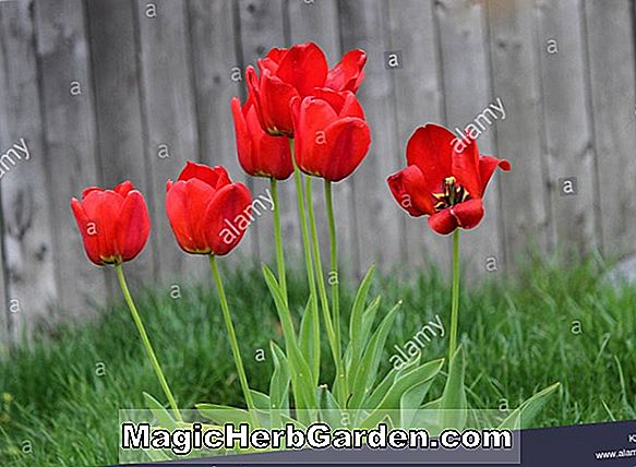 Tulipa (Paul Crampel Tulip)
