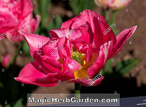 Tulipa (Peach Blossom Tulip)