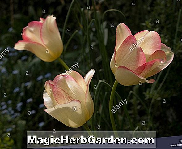 Planter: Tulipa (Bleu Aimable Tulip)