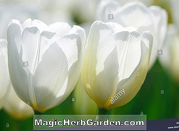 Tulipa (Yuma tulipán)