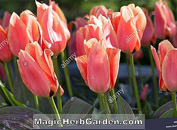 Tulipa (Calypso Tulip)