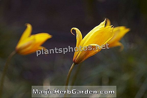 Planter: Tulipa (Easter Fire Tulip)