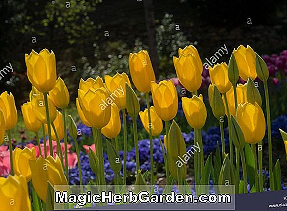 Tulipa (Florence Nightingale Tulip)