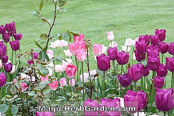 Tulipa (March of Time Tulip)