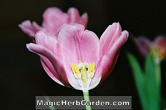 Tulipa ferganica (Ferganican Tulip)