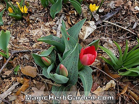 Tulipa kaufmanniana (Orangenjungen Tulpe) - #2