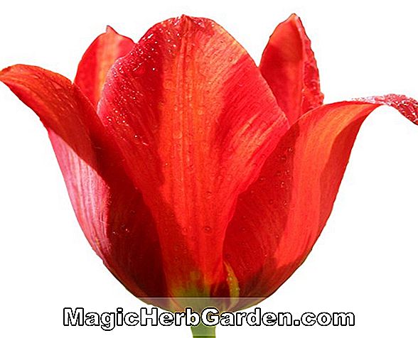 Tulipa sprengeri (Sprengeri Tulip)