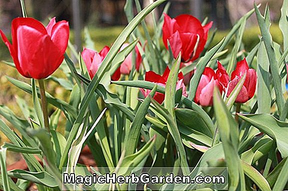 Tulipa stapfii (Stapfii Tulip)