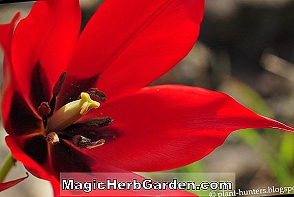 Planter: Tulipa undulatifolia (Undulatifolia Tulip)