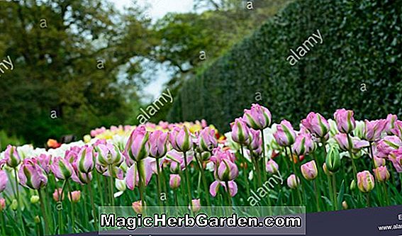 Tulipa viridiflora (Hofdame Tulpe)