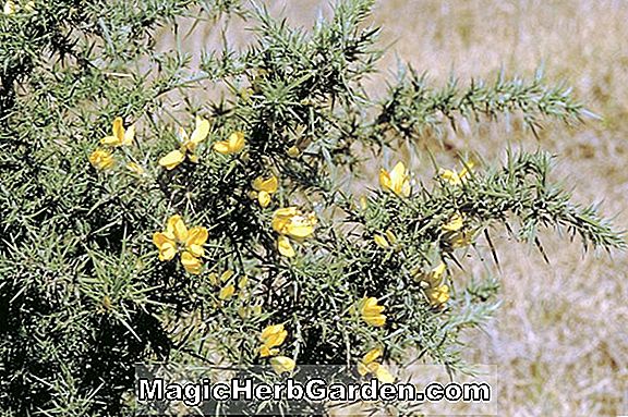 Ulex (Gorse)