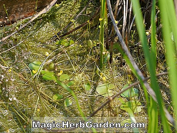 Utricularia exoleta (Blasenkraut)