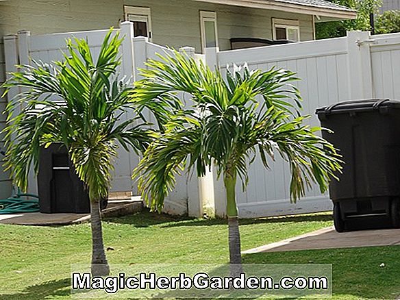 Planter: Veitchia (Veitchia Palm)