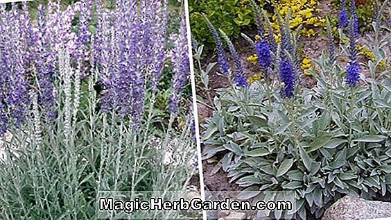 Veronica spicata (Wendy Spike Speedwell)