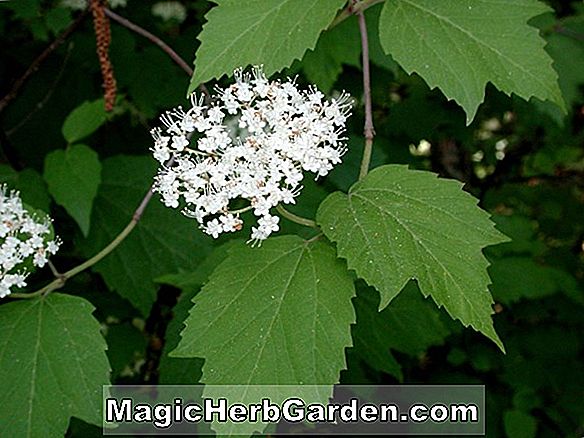Viburnum acerifolium (Mapleleaf Viburnum)