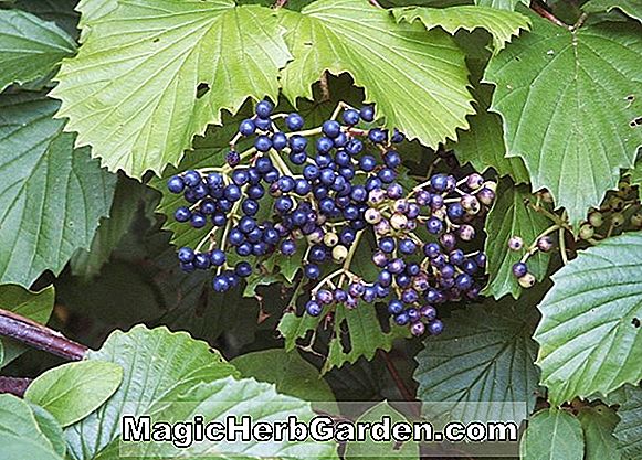 Viburnum dentatum (Arrow-wood Viburnum)