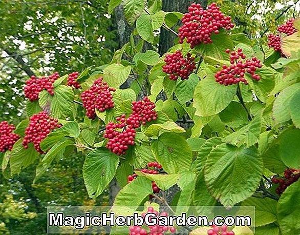 Viburnum dilatatum (Catskill Linden Viburnum)