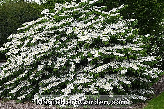 Viburnum plicatum (Roseum Doublefile Viburnum)