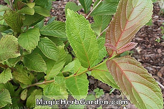 Planter: Viburnum sieboldii (CommonName ikke tilgængelig)