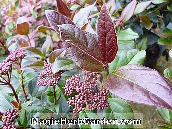 Viburnum tinus (Lucidum Laurustinus)