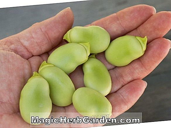 Vicia faba (Bred Windsor Fava Bean)