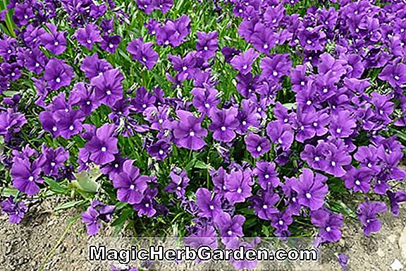 Viola (Huntercombe Purple Viola)