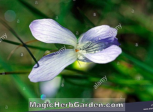 Viola tricolor (Prince John Viola)