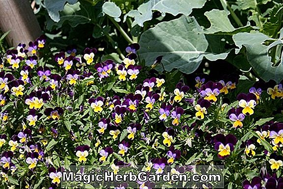 Viola tricolor (Helen Mount Viola)