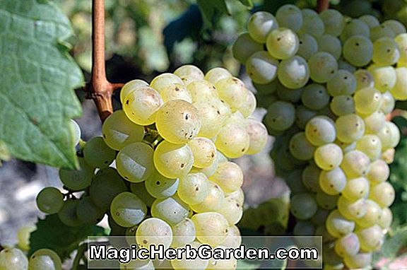 Planter: Vitis (Aurore Grape)