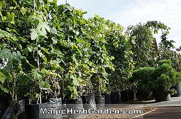 Plantes: Vitis labrusca (Seneca Grape)