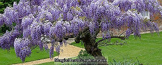 Planter: Wisteria frutescens (American Wisteria)