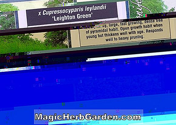 X. Cupressocyparis leylandii (Robinson's Gold Leyland Cypress)