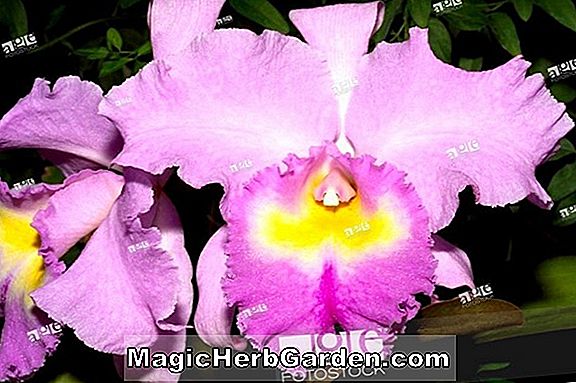 X Brassolaeliocattleya (Hetherington Horace Coronation Orchid)