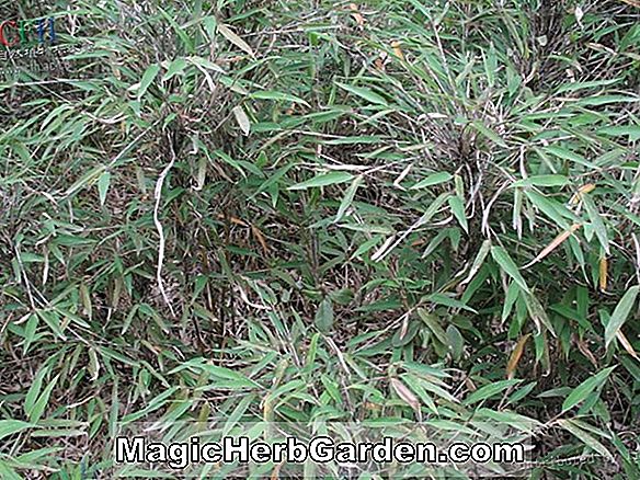 Planter: Yushania maculata (maculata bambus)