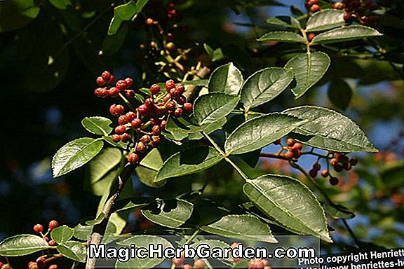 Zanthoxylum americanum (tandpine træ)