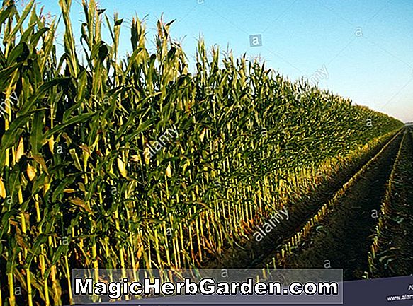 Planter: Zea mays (Cherokee White Corn)