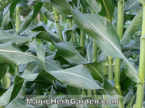 Plantes: Zea mays (FMX 413 Maïs)