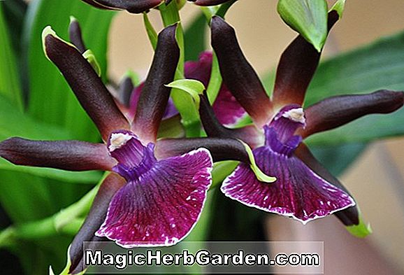 Zygopetalum mackayi (Zygopetalum Orchid)