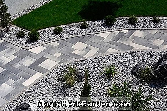 Auffahrt oder Sidewalk Garden Designs für den Hausgarten, Landschaftsgestaltung